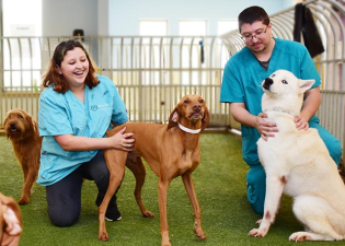 The Ultimate Guide to Dog Boarding Services: Keep Your Pup Happy, Safe, and Loved While You're Away