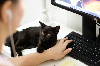 Nourishing Your Feline Friend: A Guide to Optimal Cat Food Choices