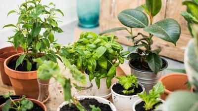 7 Herbs You Can Grow Indoors Year-Round